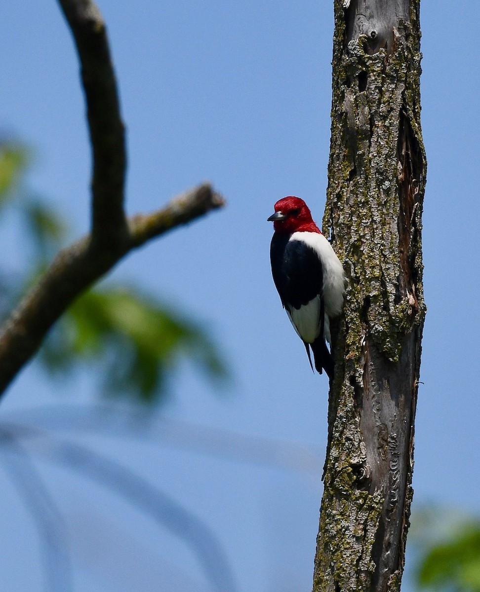 Red-headed Woodpecker - Win Ahrens