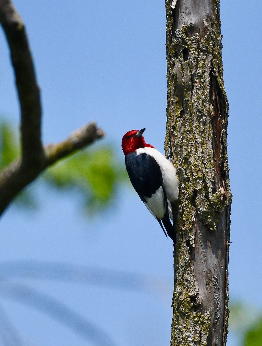 Red-headed Woodpecker - Win Ahrens