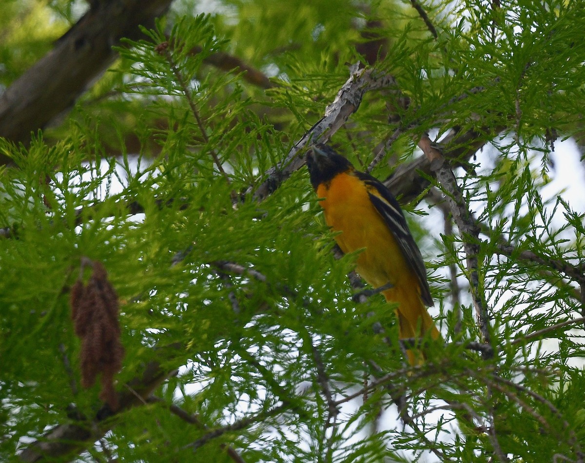 Baltimore Oriole - Win Ahrens