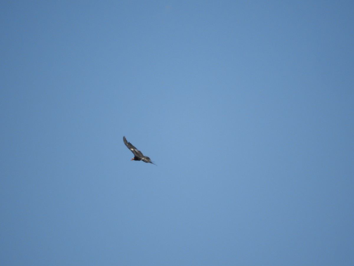 California Condor - Thomas Bürgi