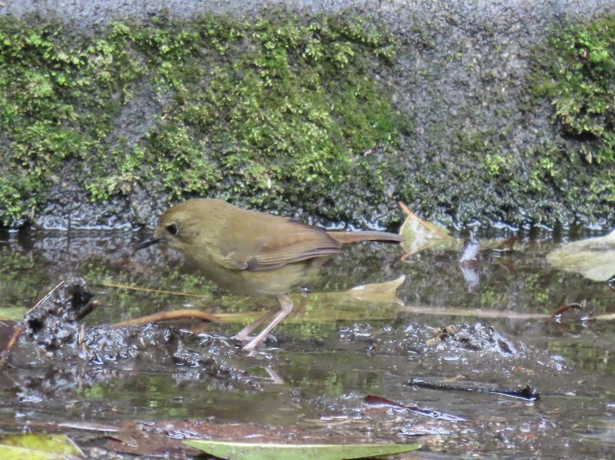 Atherton Scrubwren - Sue Beatty