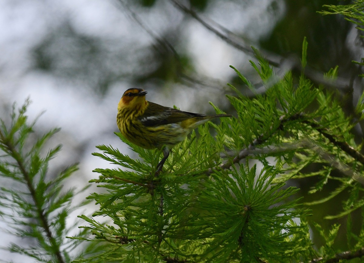 Cape May Warbler - Win Ahrens