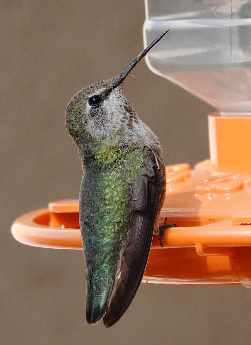 Anna's Hummingbird - Cheryl Carlile