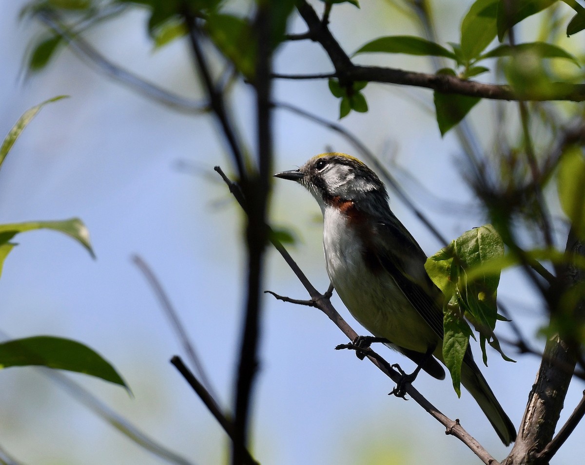 Chestnut-sided Warbler - Win Ahrens