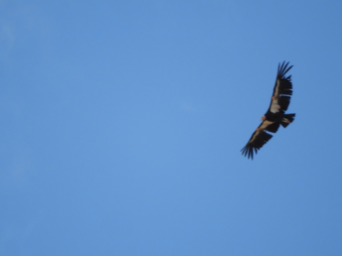 California Condor - Thomas Bürgi