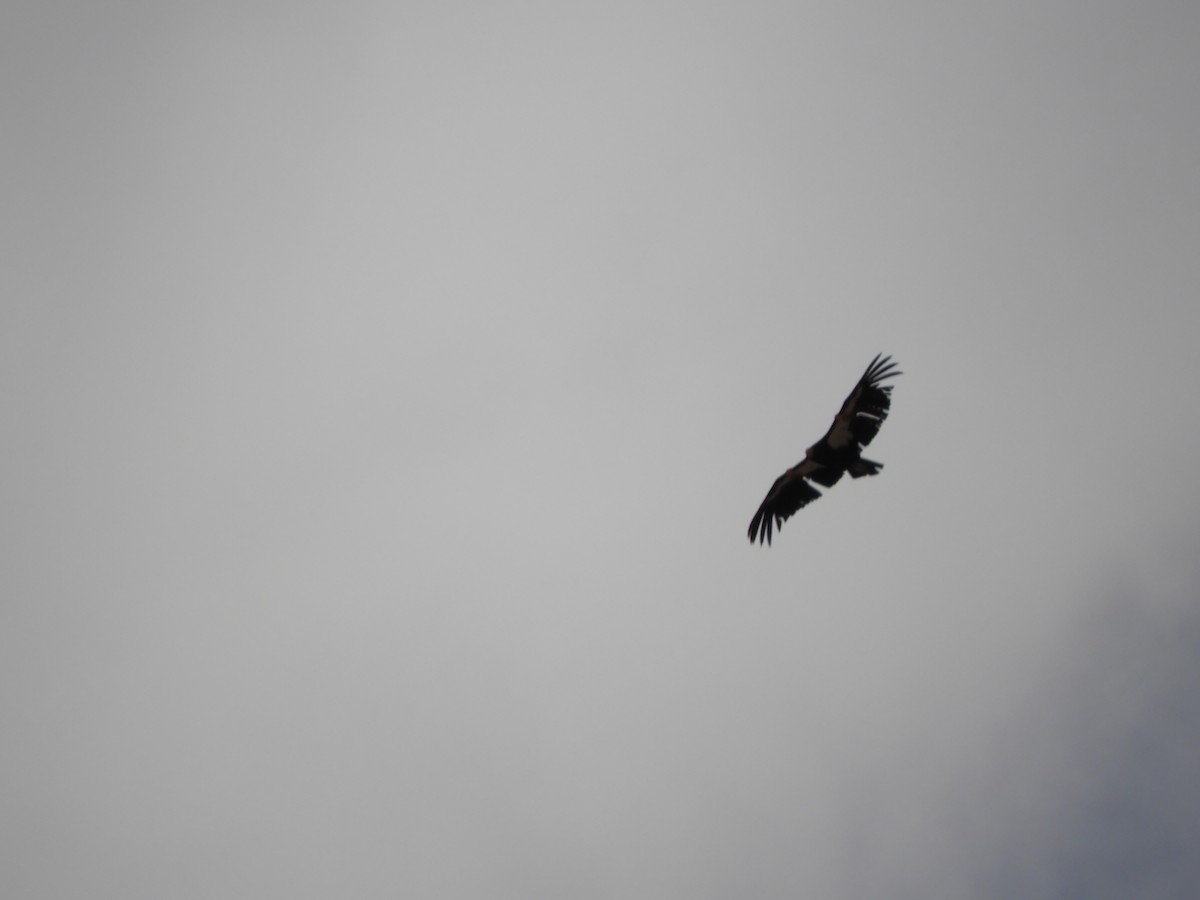 California Condor - Thomas Bürgi