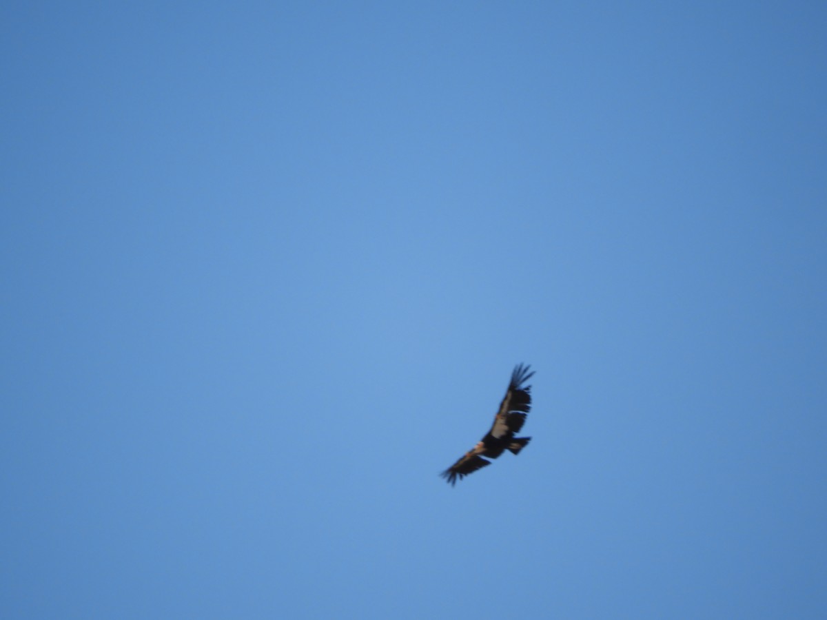 California Condor - Thomas Bürgi