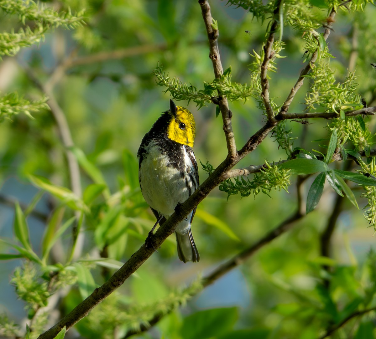 Black-throated Green Warbler - LUKE GRAY