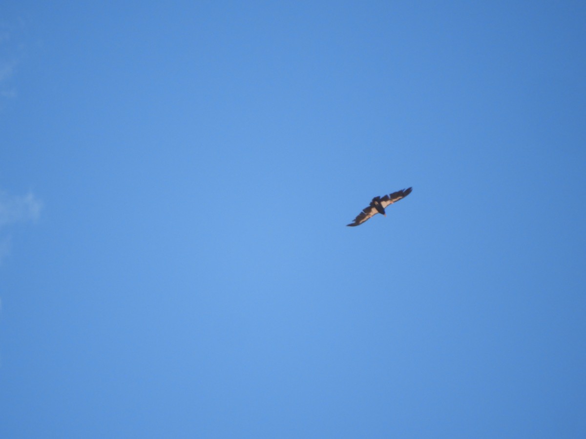 California Condor - Thomas Bürgi