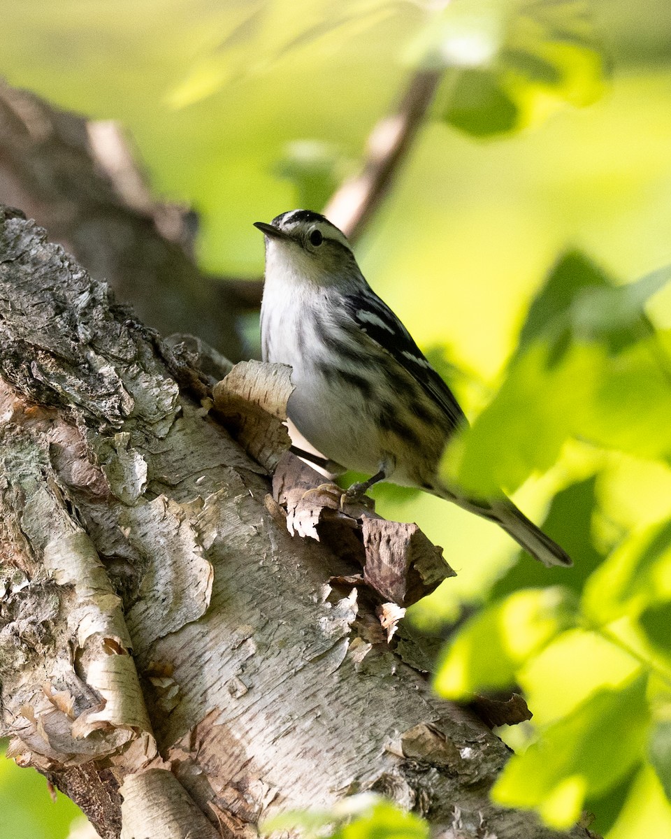 Black-and-white Warbler - Varun Sharma