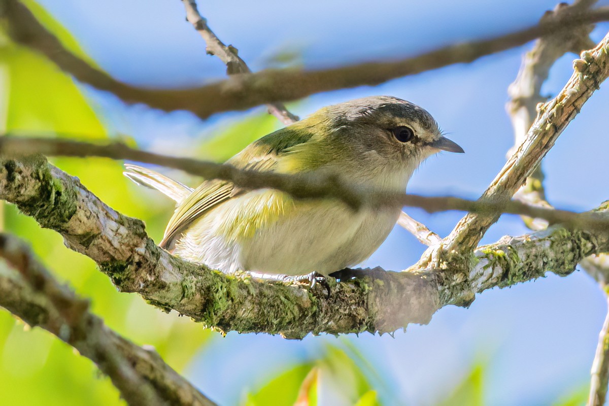 Gray-capped Tyrannulet - ML619522409