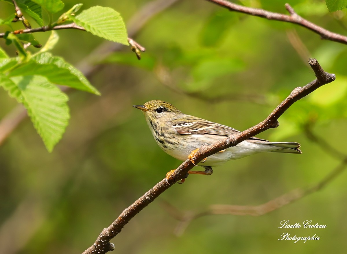 Blackpoll Warbler - Lisette Croteau