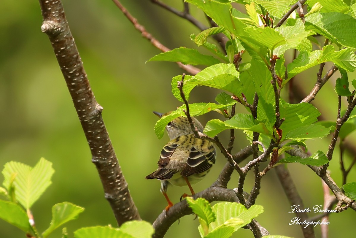 Blackpoll Warbler - Lisette Croteau