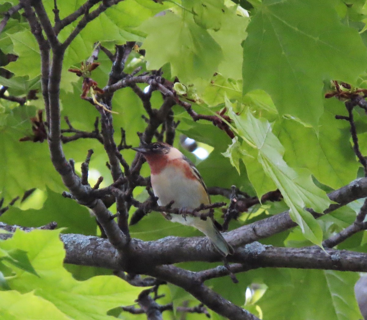 Bay-breasted Warbler - ML619522421