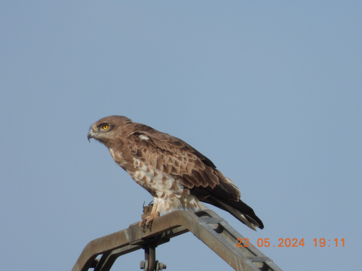 Short-toed Snake-Eagle - José Ignacio Sáenz Gaitan