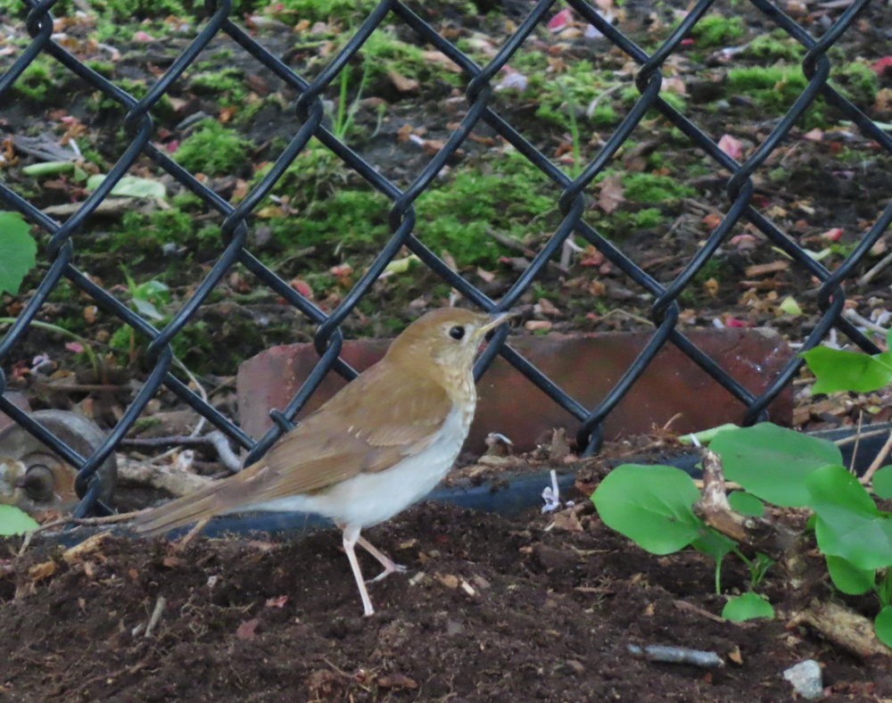 Hermit Thrush - ML619522427