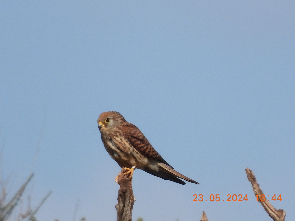 Lesser Kestrel - José Ignacio Sáenz Gaitan