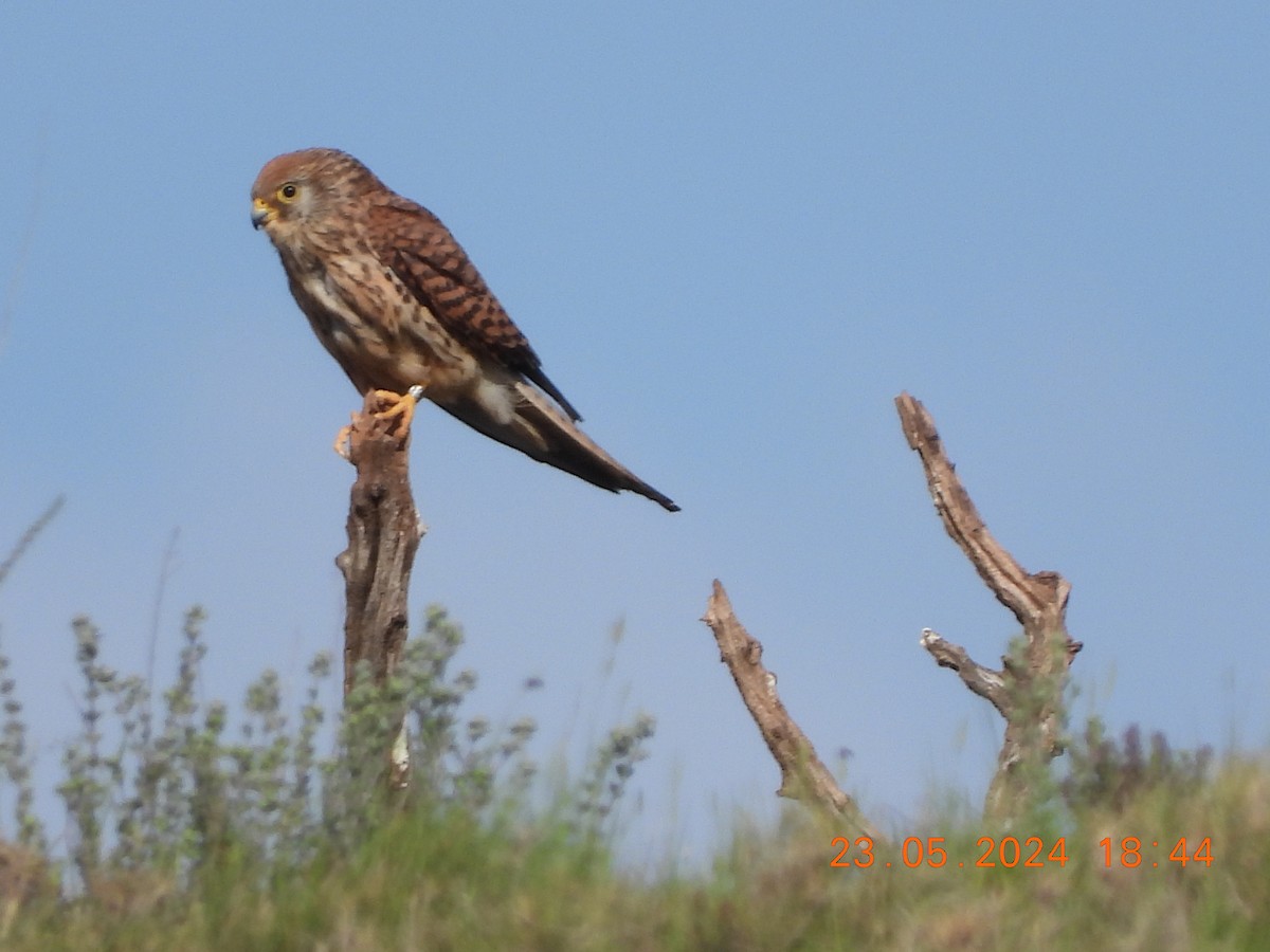 Lesser Kestrel - José Ignacio Sáenz Gaitan