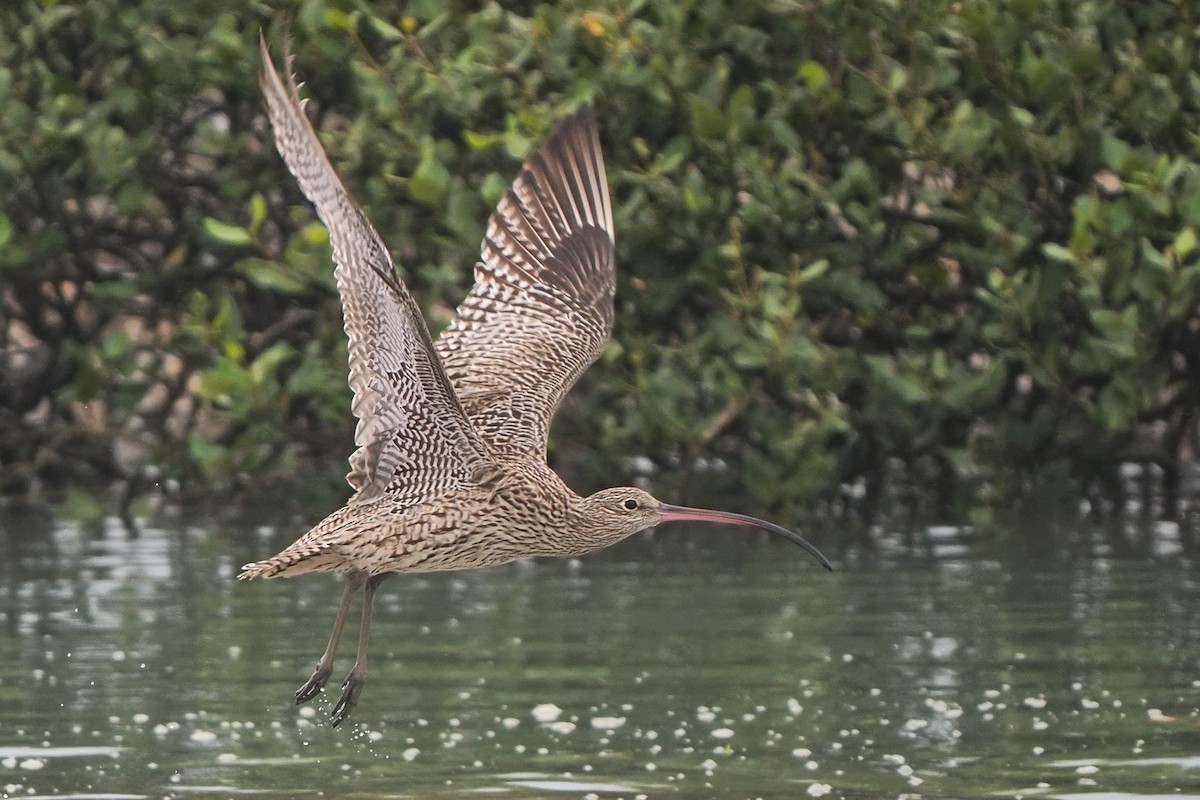 Far Eastern Curlew - Chui Wan Sze