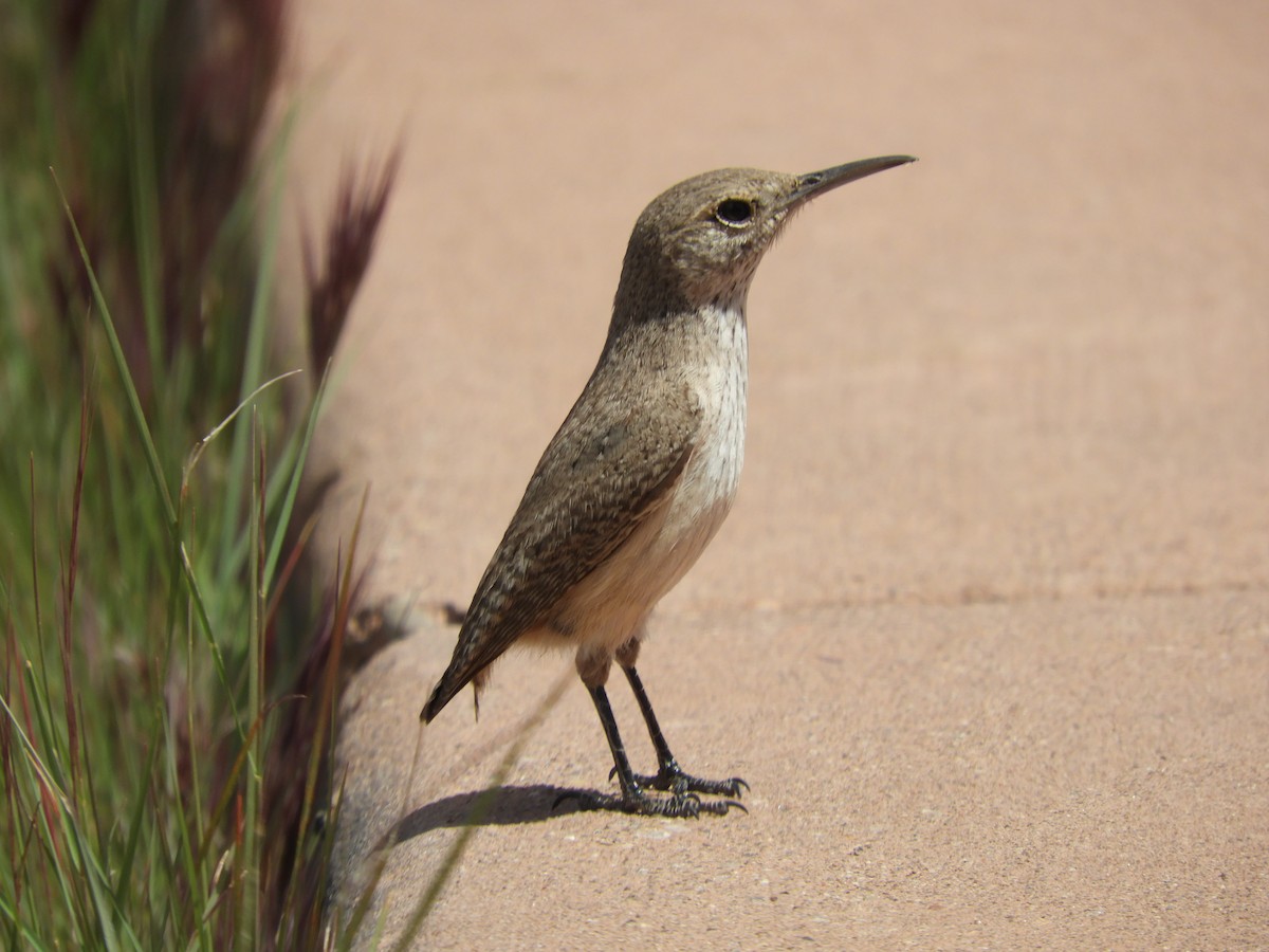 Rock Wren - Thomas Bürgi