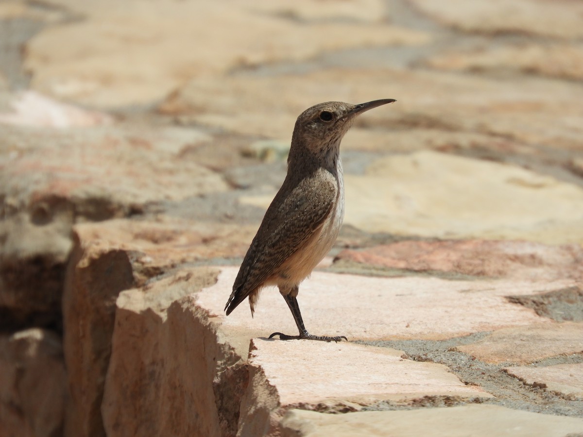 Rock Wren - Thomas Bürgi