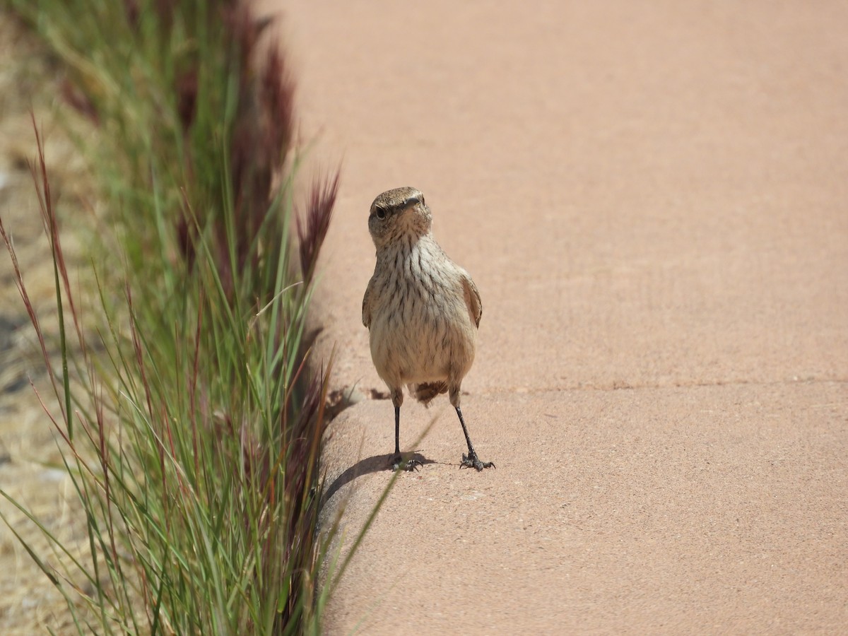 Rock Wren - Thomas Bürgi