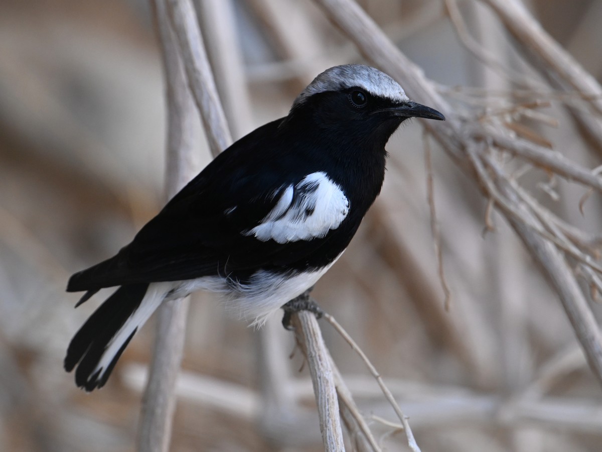 Mountain Wheatear - jerald britten