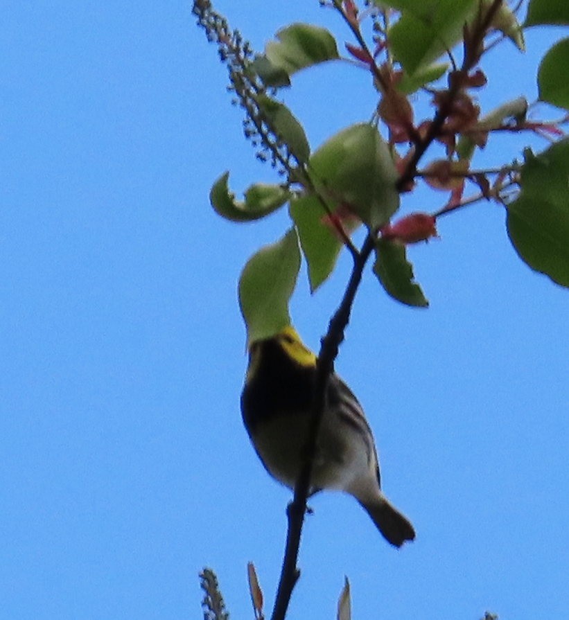 Black-throated Green Warbler - Cos .
