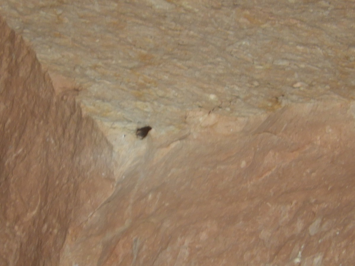 Canyon Wren - Thomas Bürgi