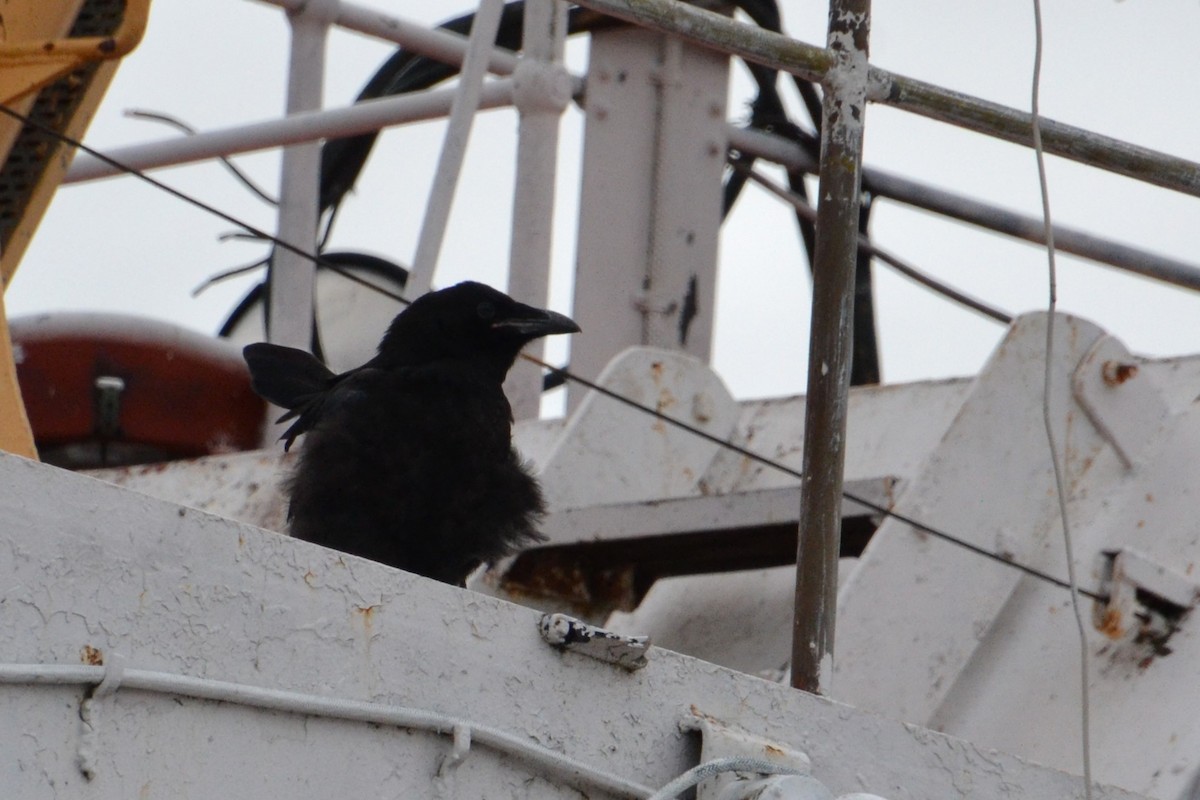 Common Raven - Ted Armstrong