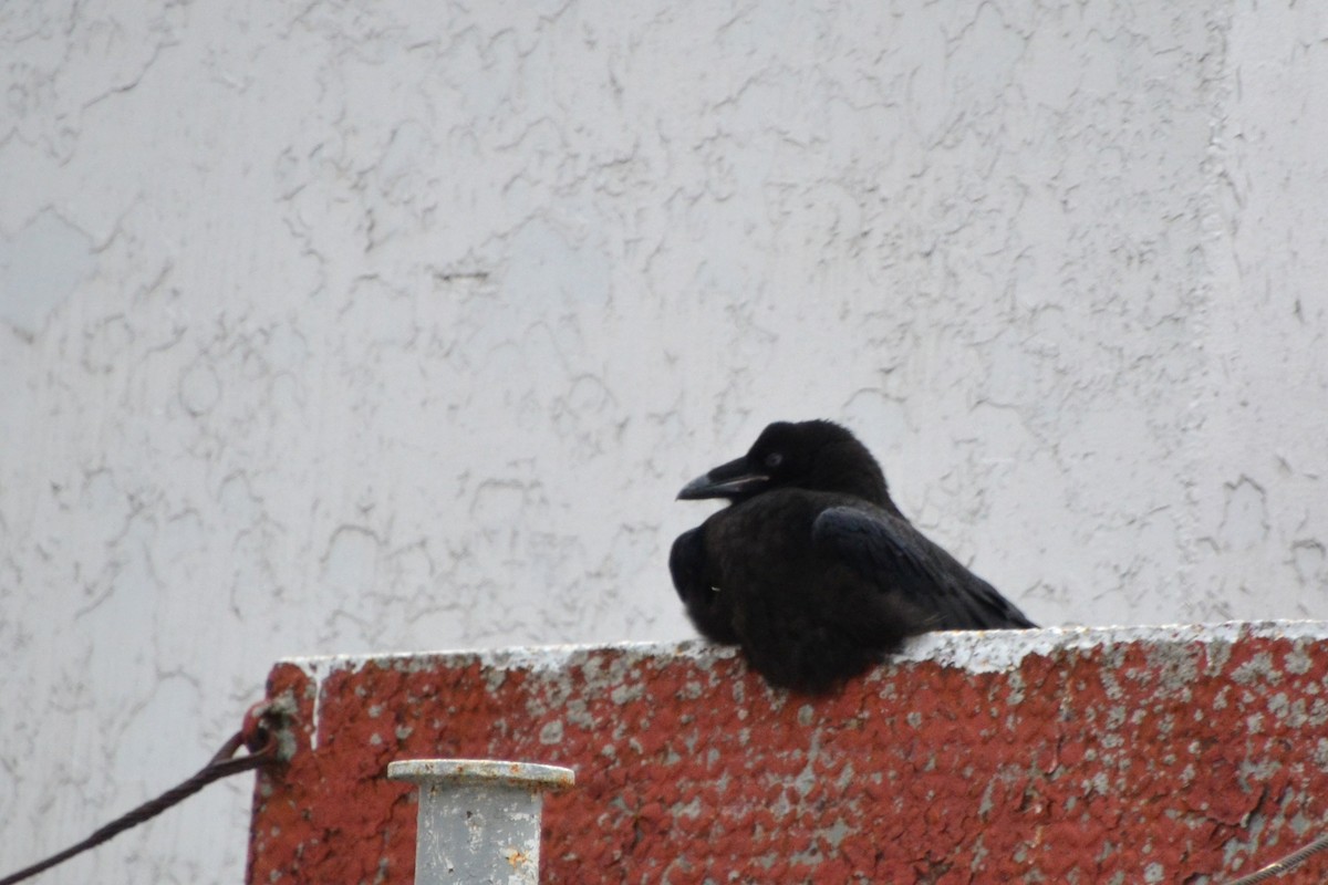 Common Raven - Ted Armstrong