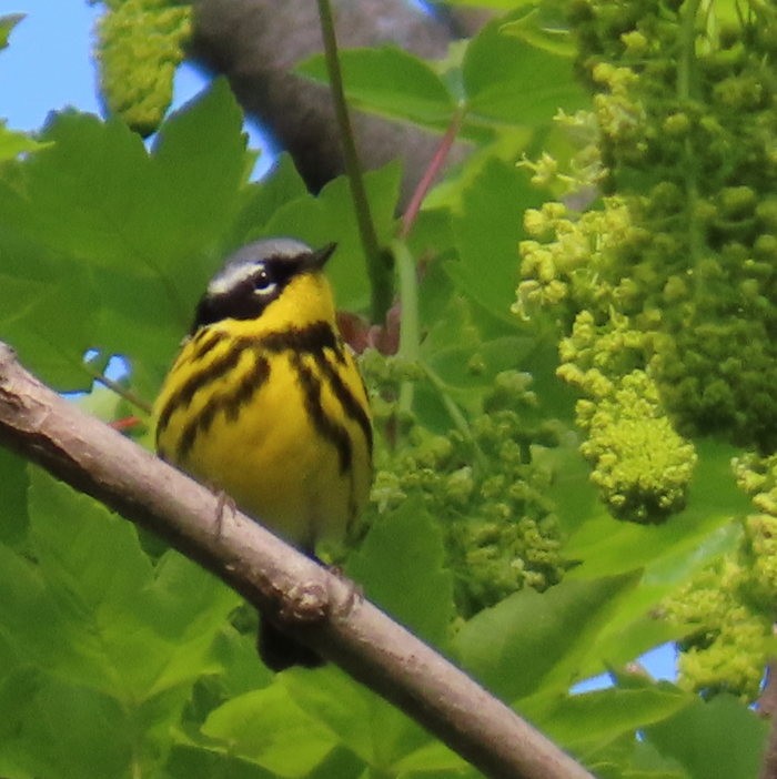 Magnolia Warbler - Cos .