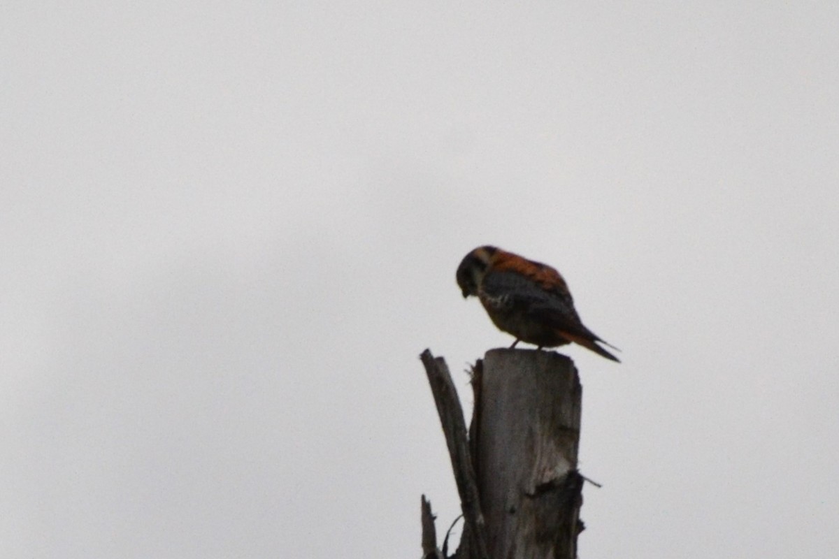 American Kestrel - Ted Armstrong