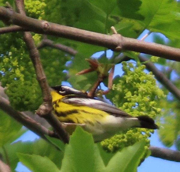 Magnolia Warbler - Cos .