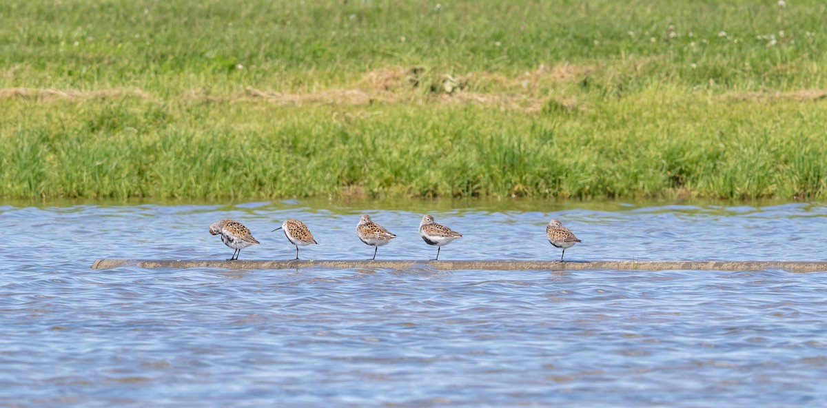 Dunlin - ML619522463