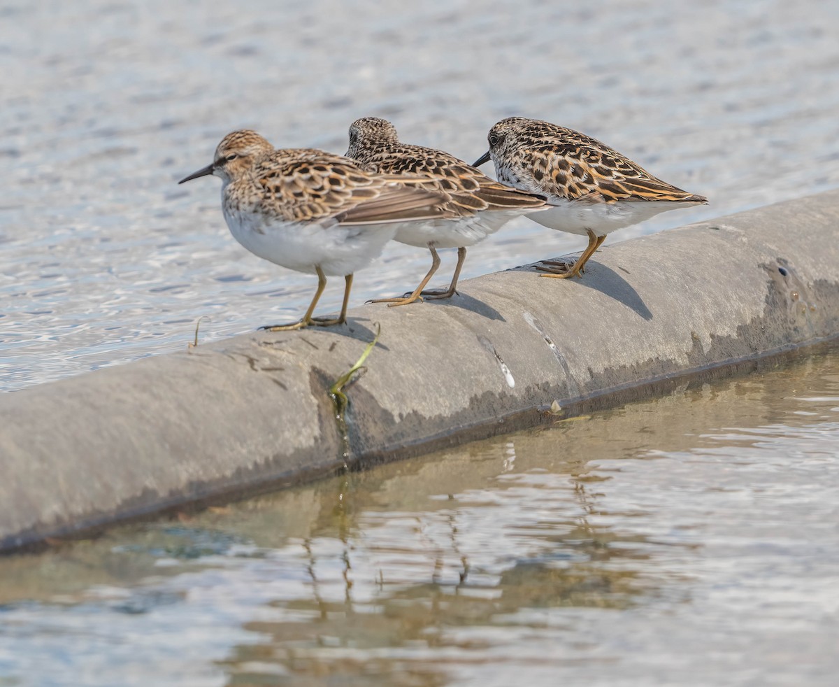 Least Sandpiper - Michael & Ellen LAM