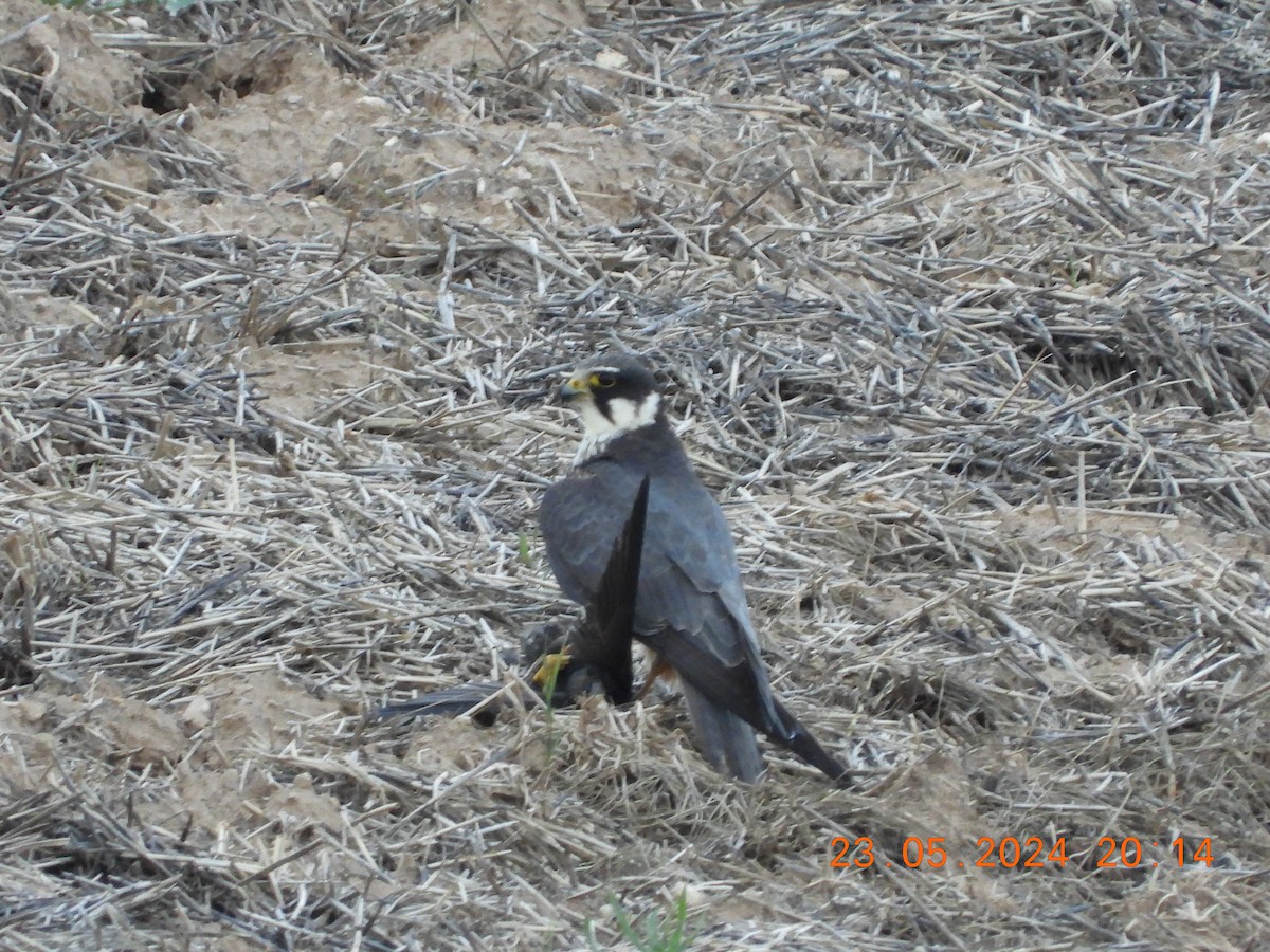 Eurasian Hobby - José Ignacio Sáenz Gaitan