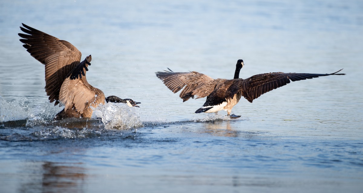 Canada Goose - Brian Z