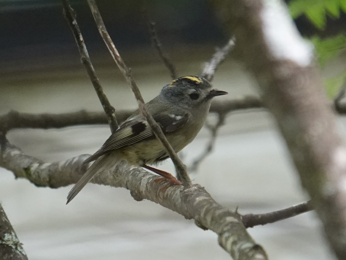 Goldcrest - Steve Kornfeld