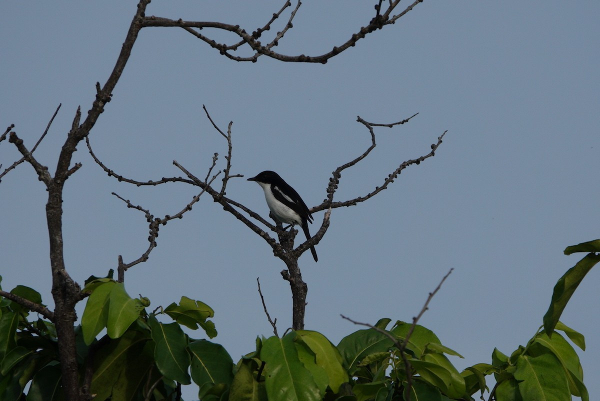 Timor Bushchat - ML619522477