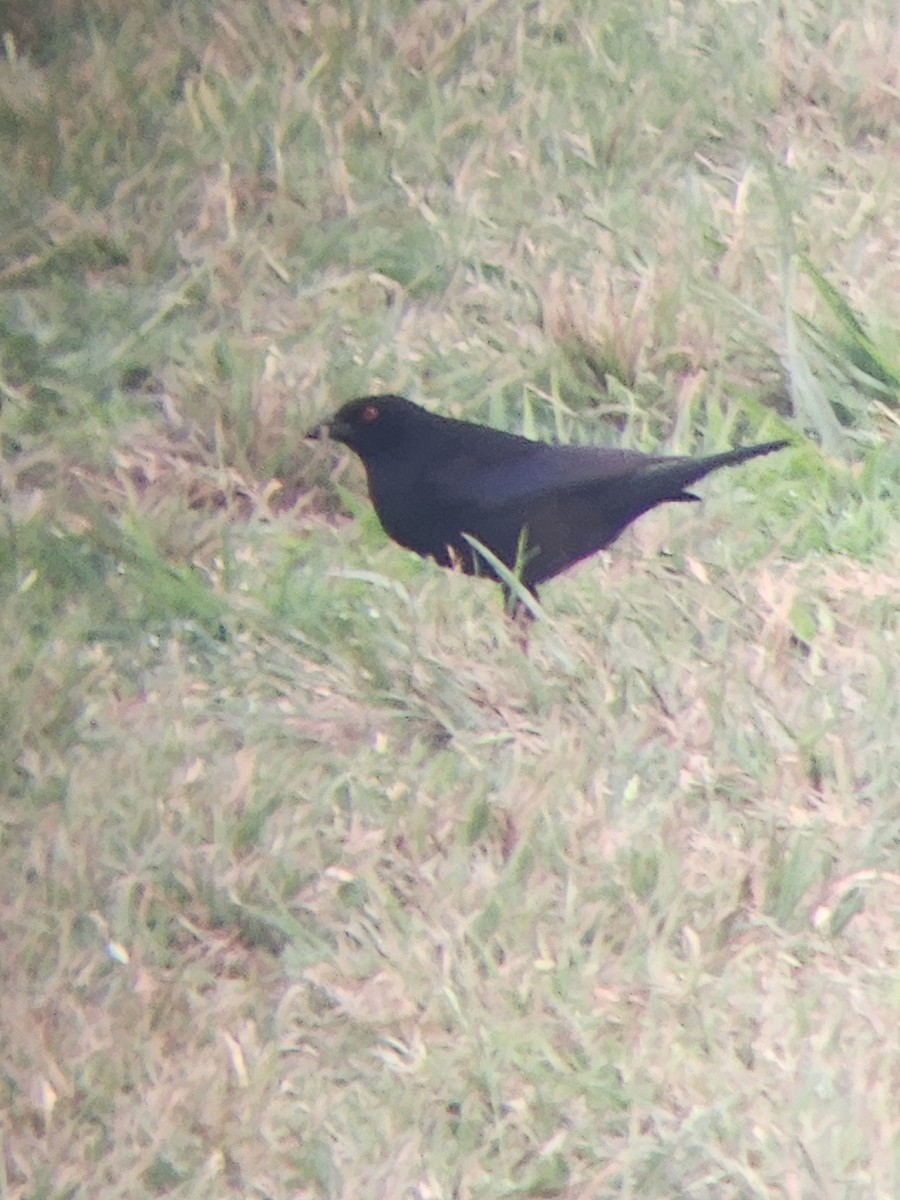 Bronzed Cowbird - Paul Fushille