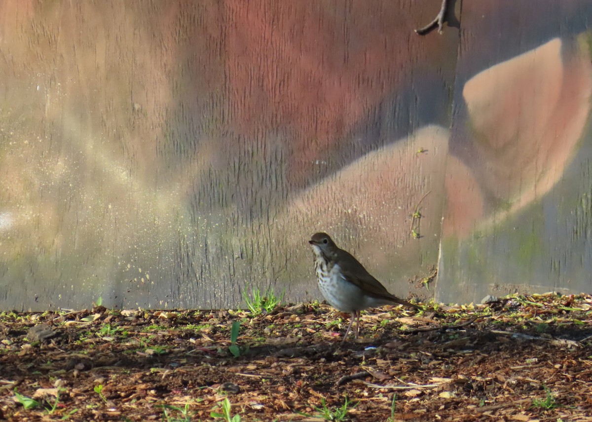 Hermit Thrush - ML619522485