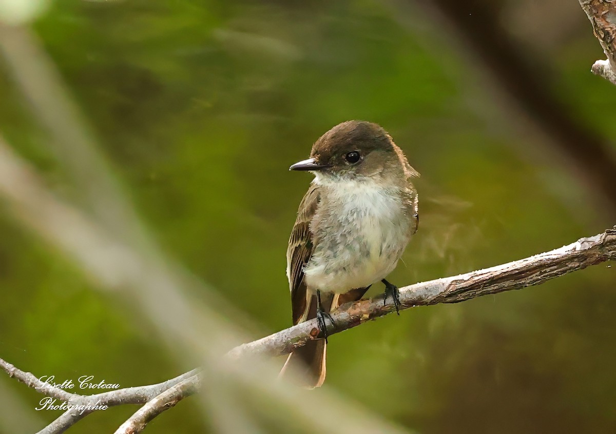 Eastern Phoebe - Lisette Croteau