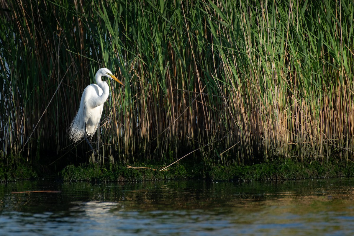 Great Egret - Brian Z