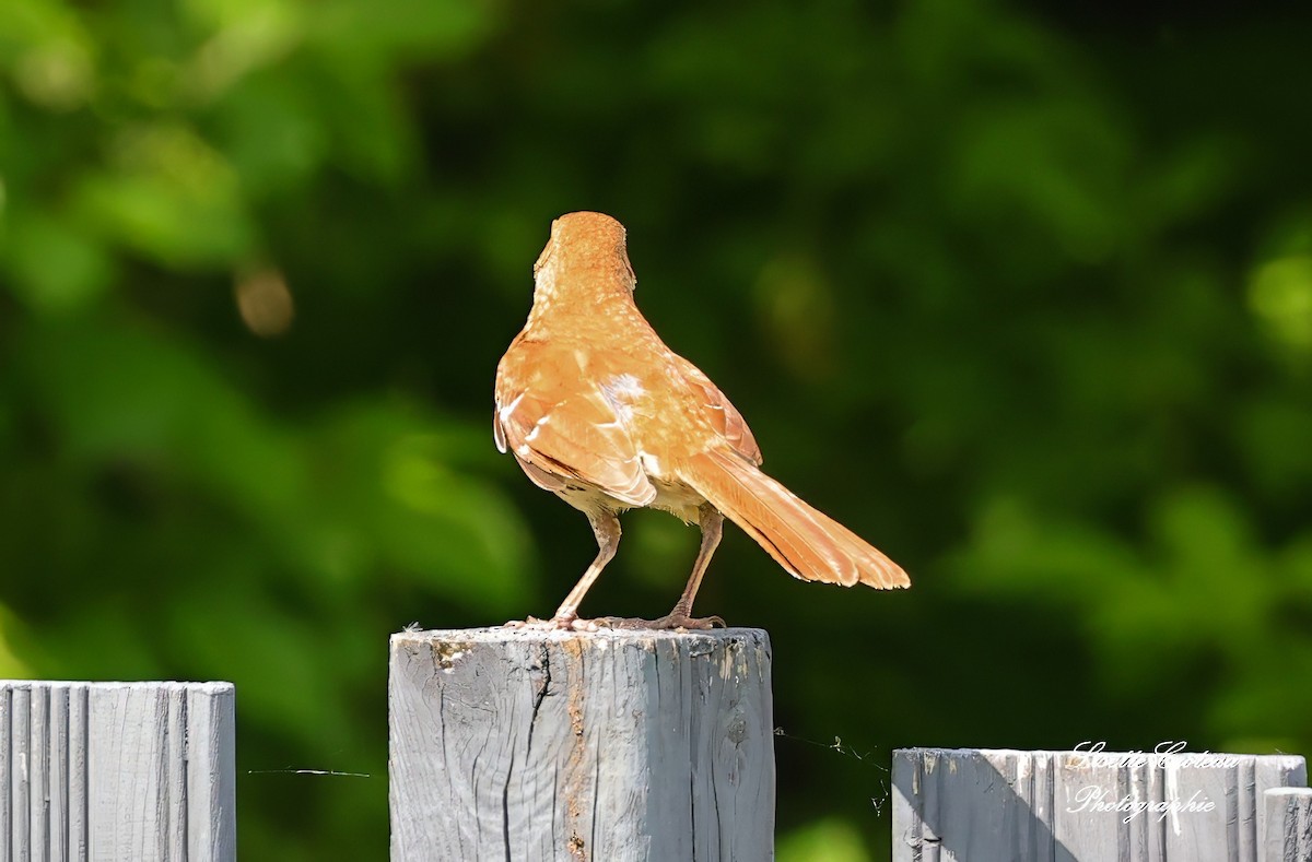 Brown Thrasher - Lisette Croteau