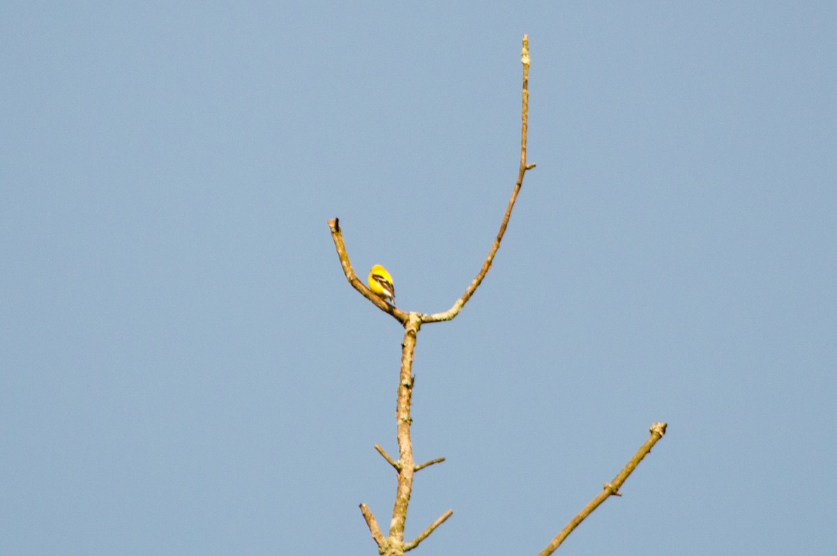 American Goldfinch - Jessica Teal