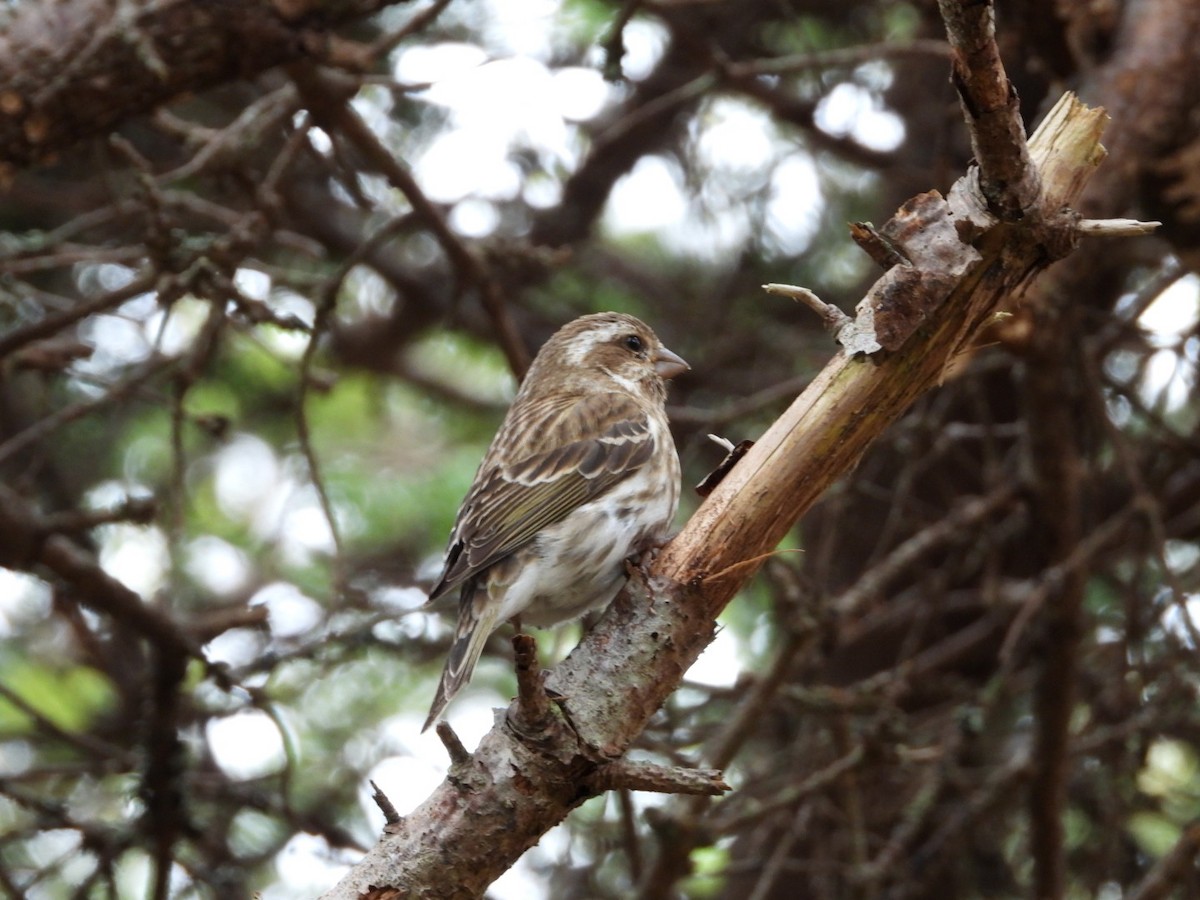 Purple Finch - Brenda Bungay