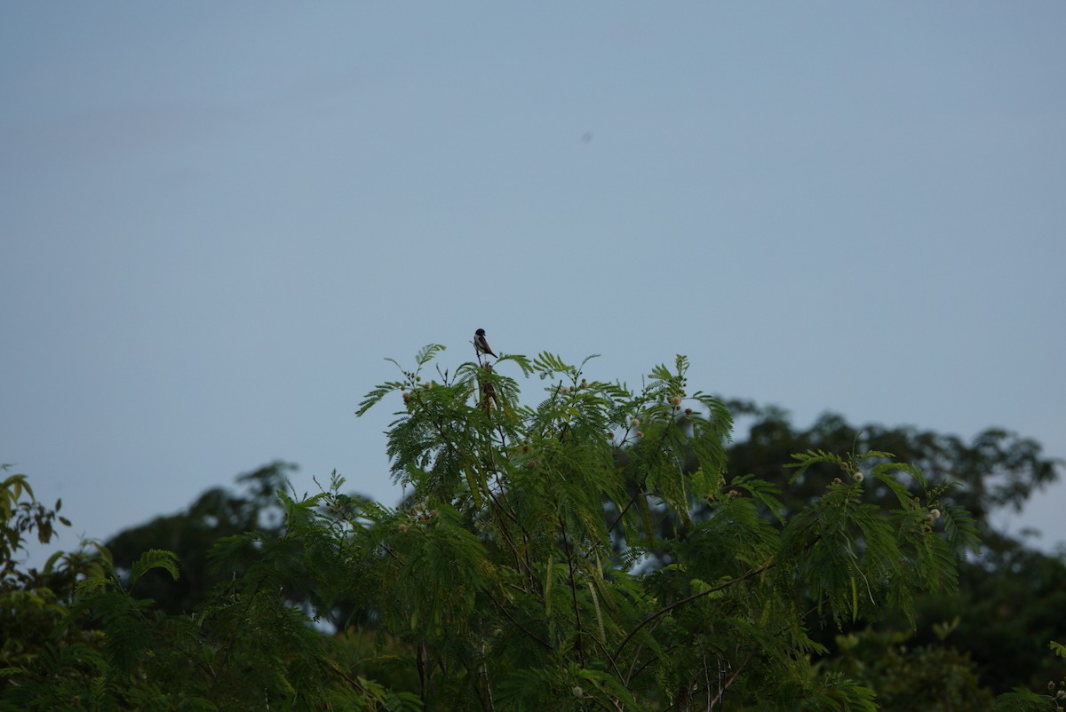 Five-colored Munia - Anonymous