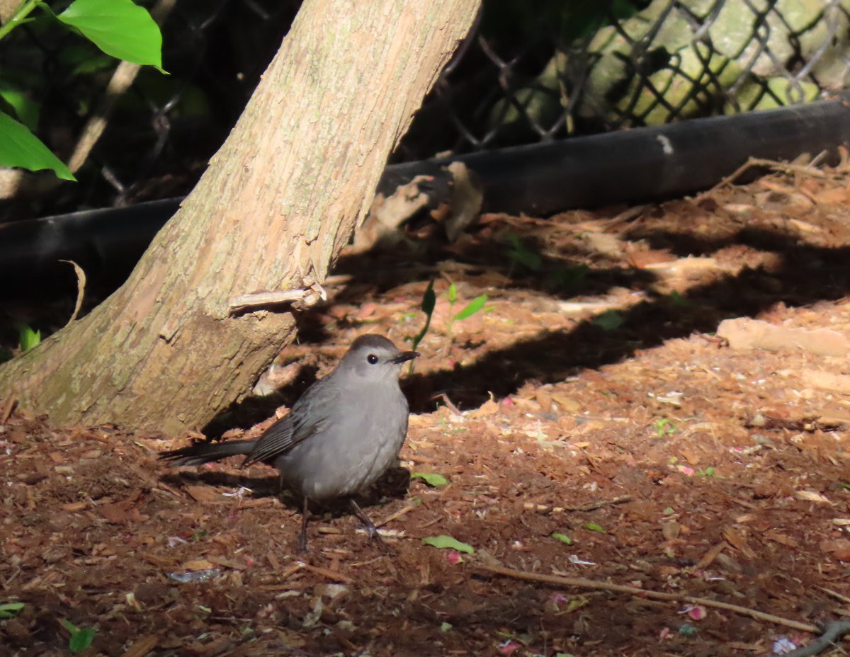 Gray Catbird - Cos .