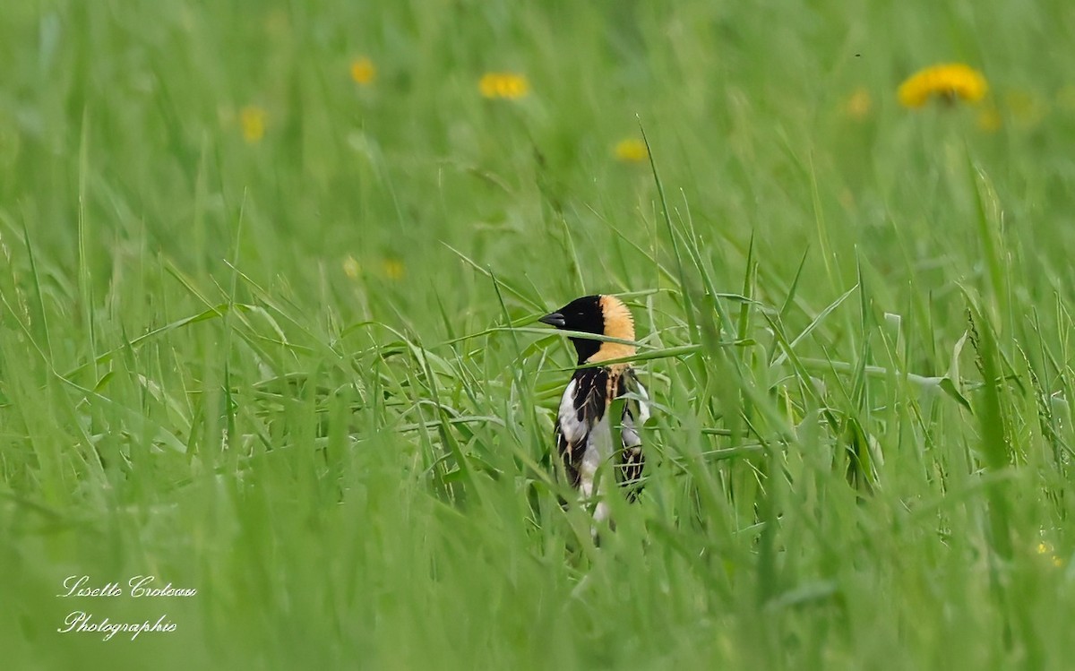 Bobolink - Lisette Croteau